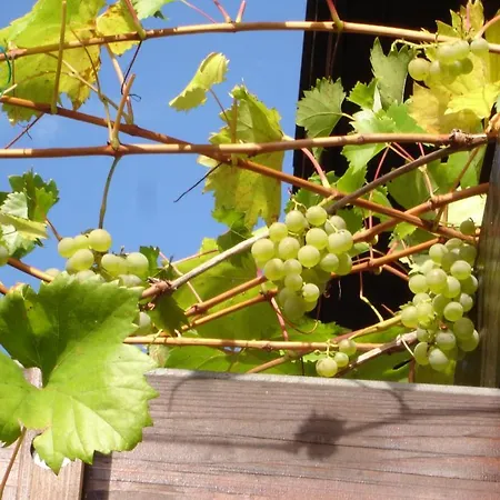 Ksenija Apartament *