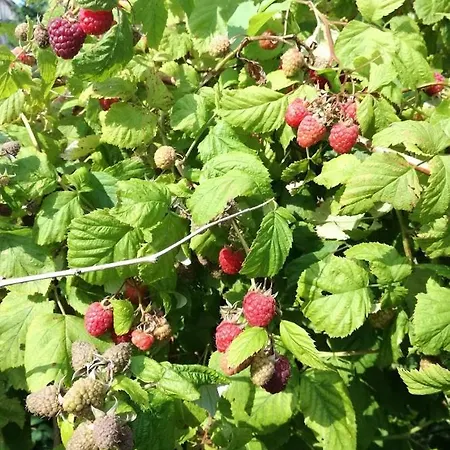 Apartament Ksenija *