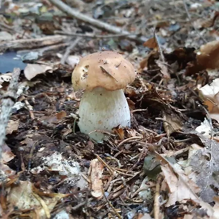 Apartament Ksenija Delnice