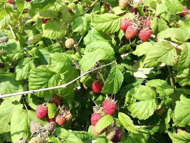 Appartamento Ksenija *